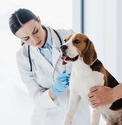 Savaştepe Veteriner